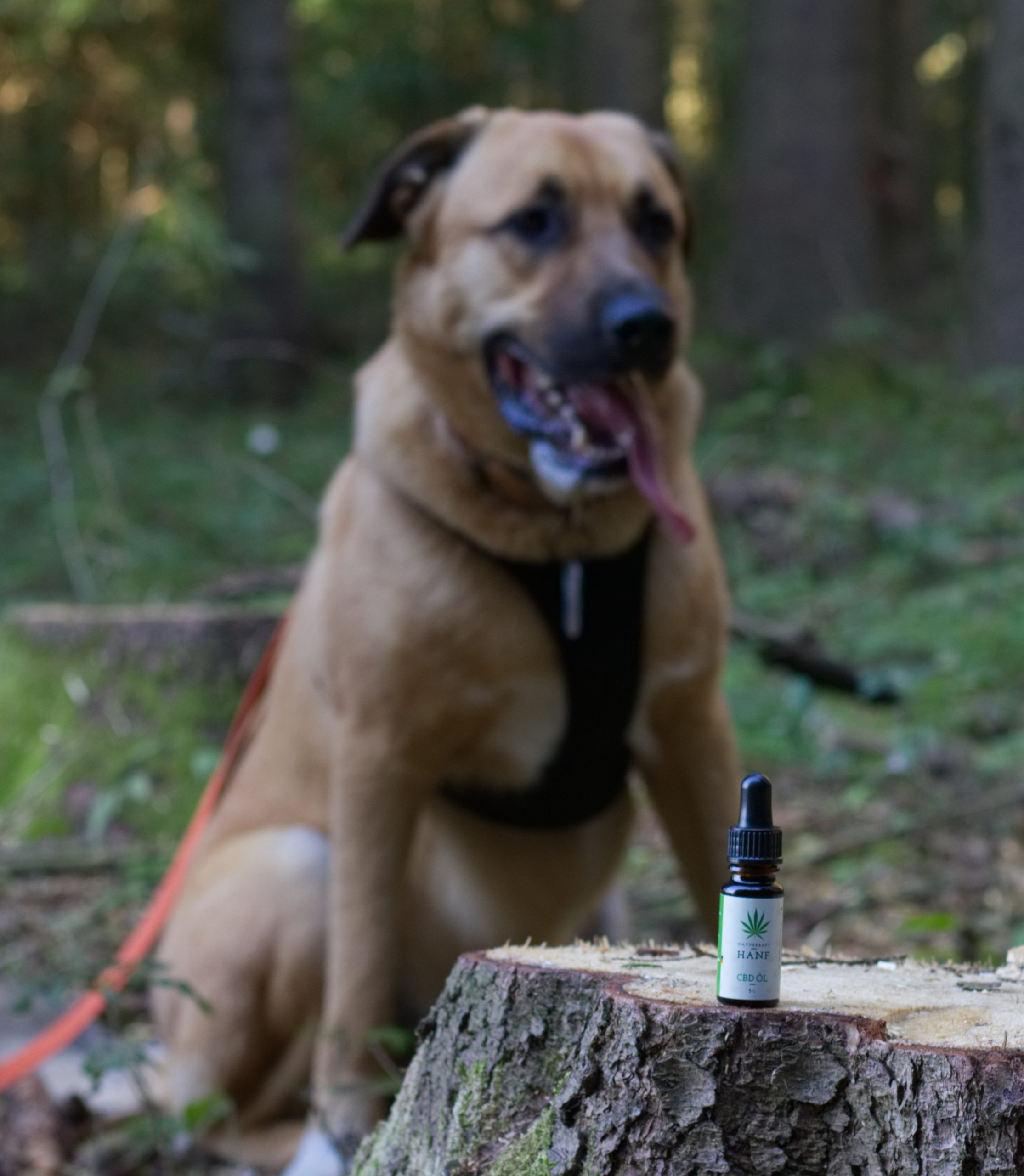 Hund und CBD Öl
